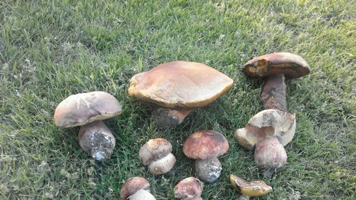 Dubáky zo Záhoria.