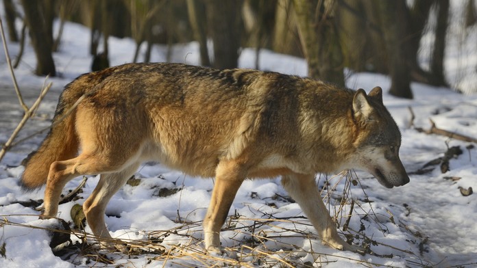 Na snímke vlk euroázijský (canis lupus).