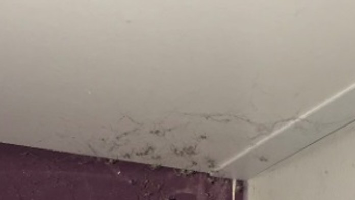 Nepríjemný nález počas upratovania.