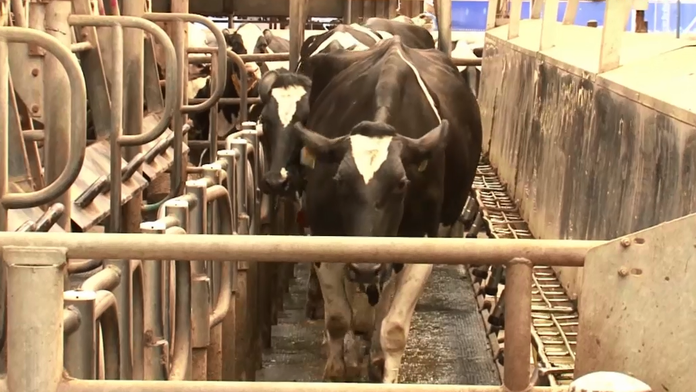 Mliekarom má pomôcť nová investícia 