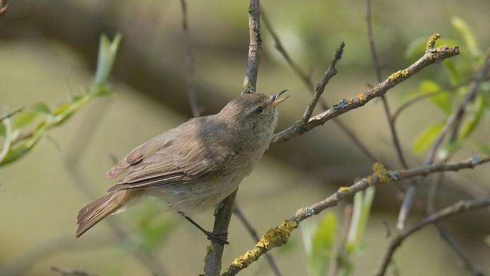 Kolibiarik iberijský