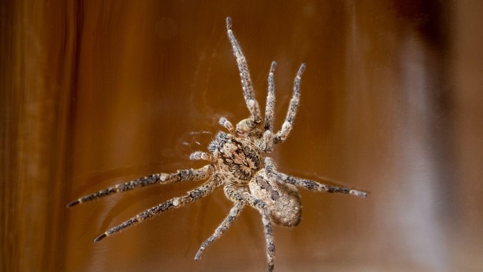 Zoropsis spinimana - ilustračná snímka