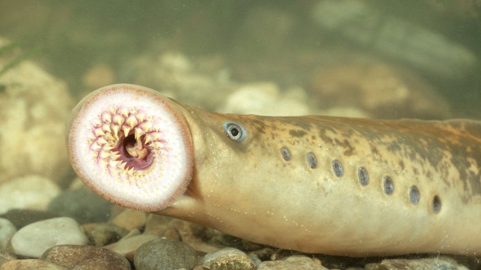 Mihuľa morská dokáže za svoj život vyhubiť až 18 kilogramov rýb.