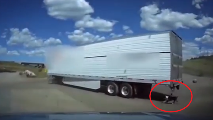 Pes priviazaný za kamiónom