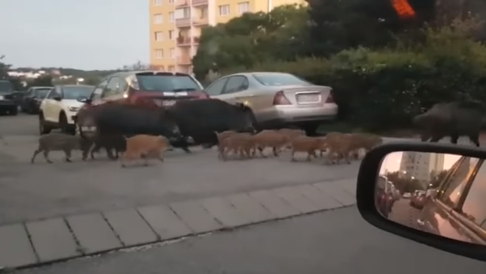 VIDEO: Bratislavčania zostali poriadne zaskočení. Po Kramároch sa prechádzalo veľké stádo diviakov