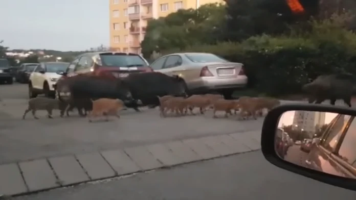 VIDEO: Bratislavčania zostali poriadne zaskočení. Po Kramároch sa prechádzalo veľké stádo diviakov