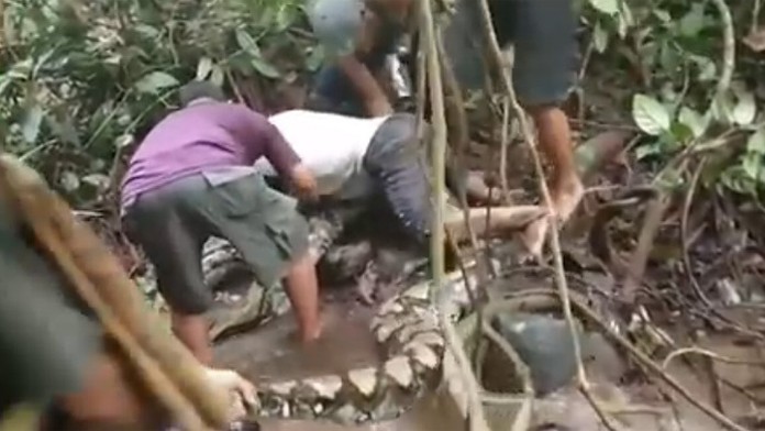 Rybári natrafili na obrovského pytóna.