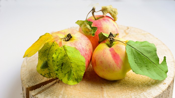 Jablko - ilustračná snímka.