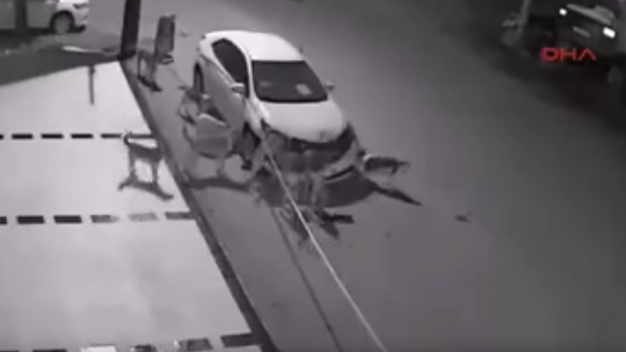 Psi si poradili s autom raz dva. 