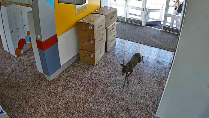 VIDEO: Študentka podržala dvere školy o chvíľu dlhšie. To, čo nasledovalo, pobavilo internet