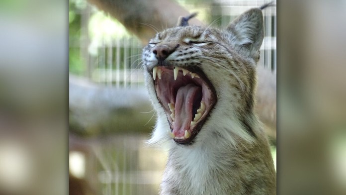 Rys v zoologickej záhrade v dánskom Aalborgu