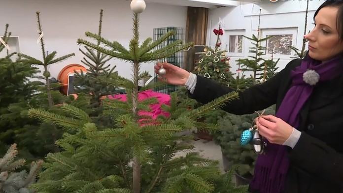 Vianočné stromčeky.