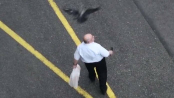 Agresívna vrana útočí na muža. (archívne foto)