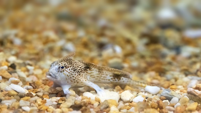 Akoby mala ruky. Žena objavila na pláži nesmierne vzácnu rybu, ktorú považovali za vyhynutú