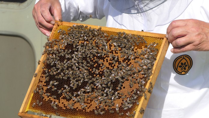 „Med za 5 eur? Skús si ho urobiť sám.“ Slovenský včelár baví internet