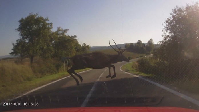 Jeleň predviedol neuveriteľný skok pred autom