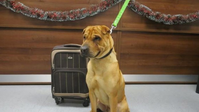 Kaia našli priviazaného k zábradliu pred železničnou stanicou v škótskom meste Ayr.