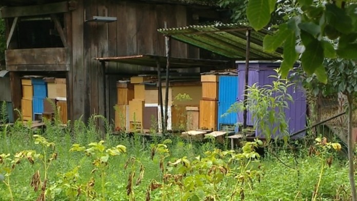 19 Vcely a smrt.transferweb_jpg_bez_watermarku_1.jpg