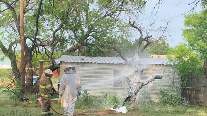 Útok agresívnych včiel v USA