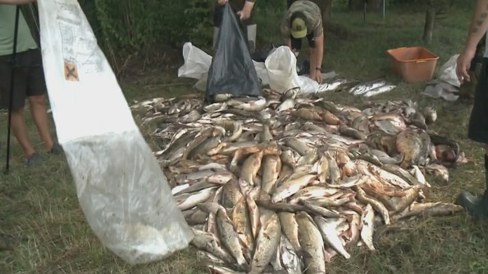 Rybári zatiaľ vylovili šesť ton uhynutých rýb, predpokladajú, že dokopy ich tam prišlo o život až 40 ton.