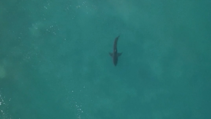 Žralok prerušil preteky.