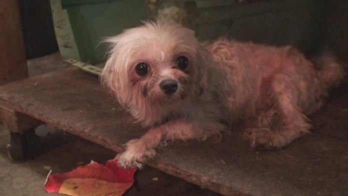 Muž hladká psa, ktorý sedí na parapete otvoreného okna v centre Prahy.