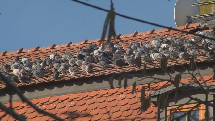 Dominika Dejczoová s reportérom Jánom Tribulom.