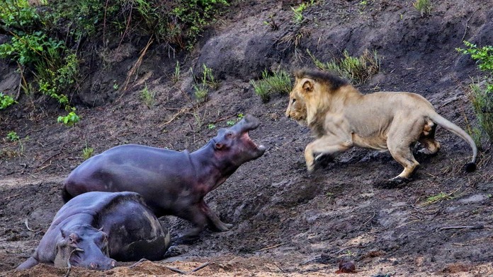 Hroch chráni svoju mamu pred levom.