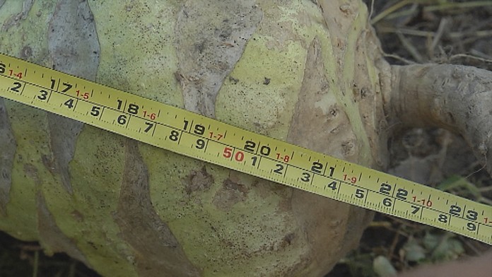 Gigantický kaleráb.