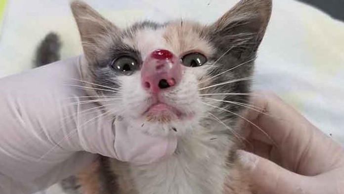 Mačku trápil parazit. 