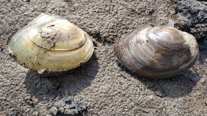 V Česku pri hraniciach so Slovenskom objavili invazívny druh z Ázie. Odborníci varujú pred jeho šírením