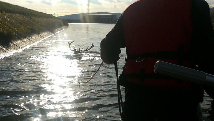 Nielen mačky na stromoch. Hasiči zachránili majestátne zviera uviaznuté v rieke