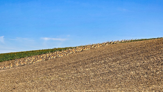 Črieda danielov na Záhorí. 