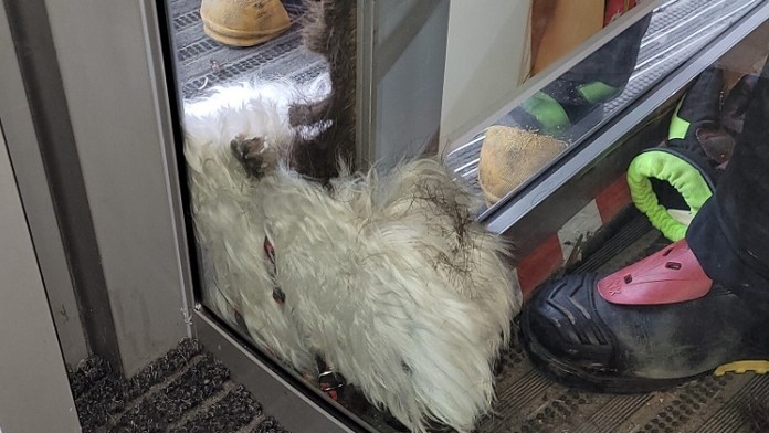 Pes zaseknutý v dverách.