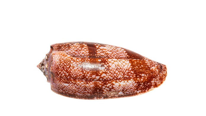 Pavel našiel na pláži v Egypte prekrásnu mušľu. Keď zistil, čo to je, zostal v úplnom šoku