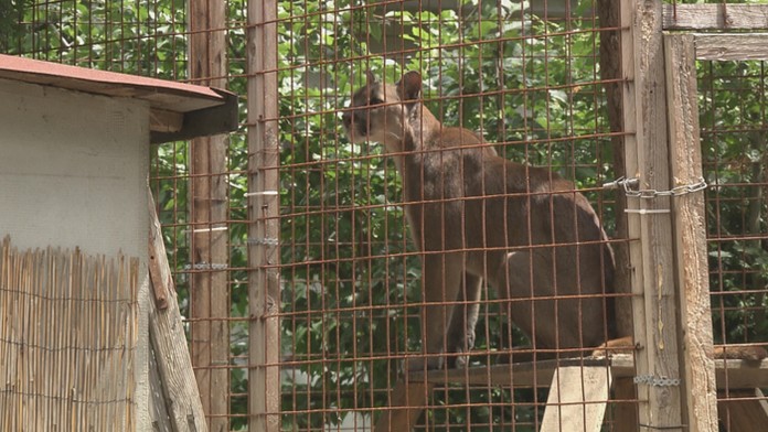 Stratená puma je už v zoo.