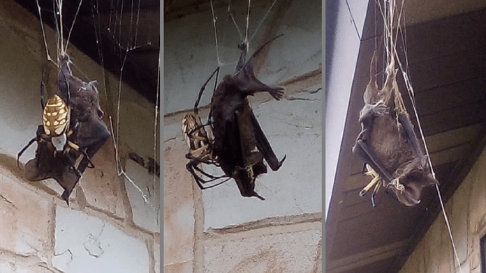 Na snímke francúzska herecká legenda Alain Delon pred udelením Zlatej Palmy.