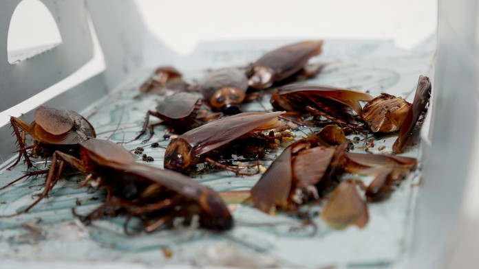 Paulo Gazzaniga z Tottenhamu reaguje po dueli LM na pôde Crvenej zvezdy.