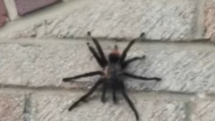 Tarantula.
