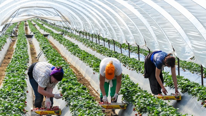 Rumunky zbierajú jahody.