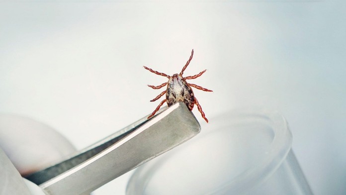 Na Slovensku sa šíri kliešťová encefalitída. 