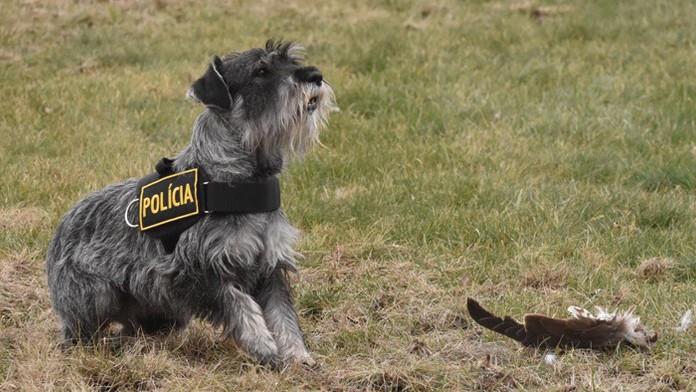 Suka stredného bradáča RITA ORA z chovnej stanice GLORIA LEONES.