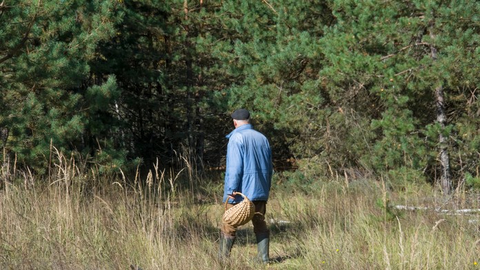VIDEO: Z jeho tajného miesta mizli huby, tak tam dal kameru. Hubára prekvapilo, čo videl na zázname