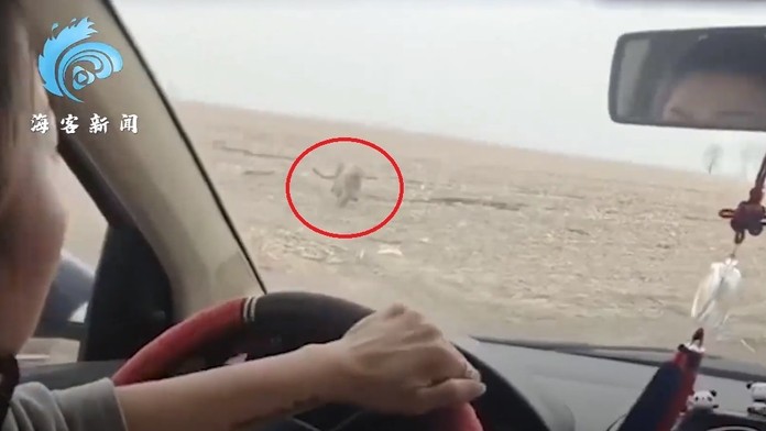 Na rodinu v aute zaútočil tiger.