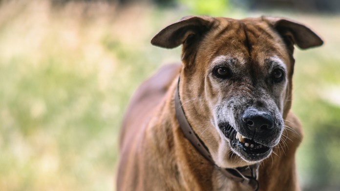 Pes. Ilustračná snímka. 