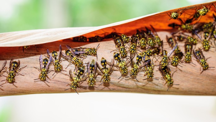 Polícia zatýka výtržníkov po bitke v Starom Meste v Bratislave.