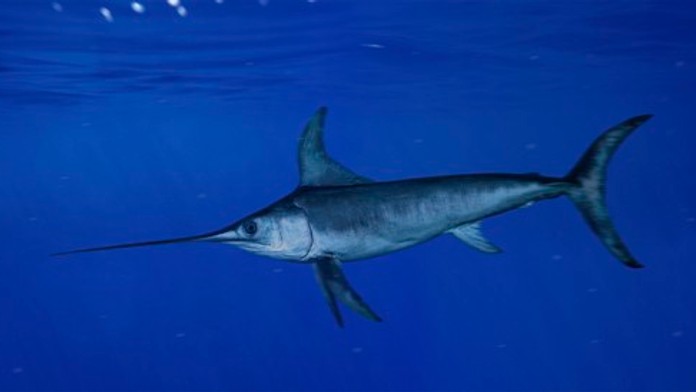 Bizarná tragédia mladej ženy. Talianku pri surfovaní prebodla atypická ryba