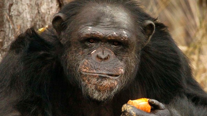 šimpanz učenlivý západoafrický