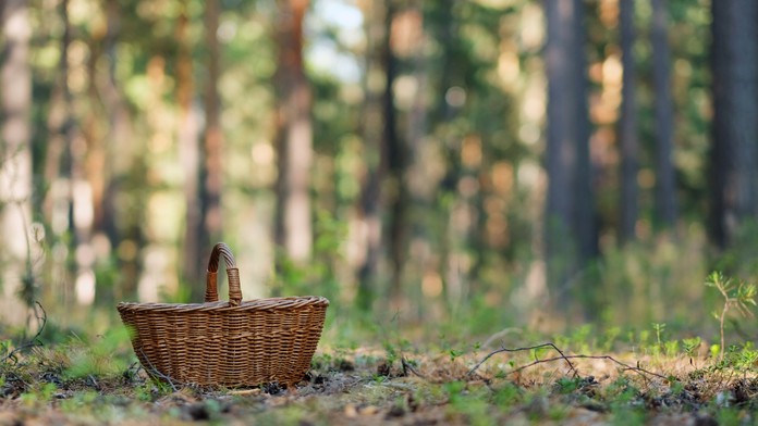 Hubárska sezóna odštartovala. Slováci už nachádzajú vzácnu hubu, ktorá ide v zahraničí za poriadny balík
