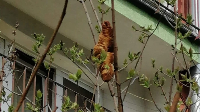 Croissant vystrašil obyvateľov.